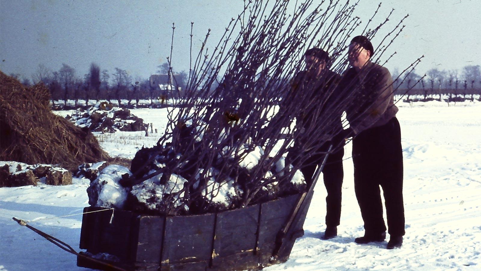 In de tentoonstellingskas o.a. een seringenslee om de seringen in de winter meer naar de veiling te vervoeren In de tentoonstellingskas o.a. een seringenslee om de seringen in de winter meer naar de veiling te vervoeren